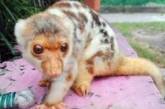В китайский зоопарк подбросили неизвестного науке зверя