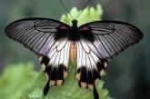 Уральский биолог сделал тропической бабочке пересадку крыла