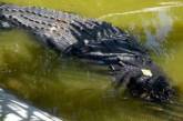Филиппинский мэр отказался расставаться с шестиметровым крокодилом
