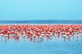 На Багамах ищут главного офицера фламинго