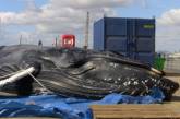 Горбатый кит умер от голода в Темзе