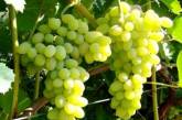 Ученые рассказали, от какой смертельной болезни может спасти виноград