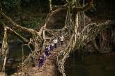 Живые мосты из корней деревьев в Индии. ФОТО