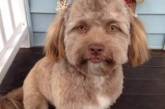Собака с человеческим лицом покорила Instagram. ФОТО