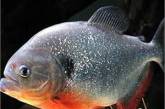 Ученые выяснили, что побуждает рыб разговаривать под водой