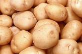 Урожай отечественного картофеля может сгнить