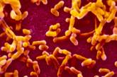 Ученые расшифровали геном бактерии бубонной чумы