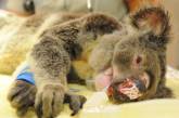 В Австралии прооперируют коалу с пулевыми ранениями
