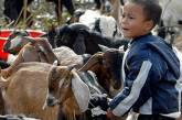 В Катманду закончились жертвенные козлы
