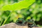 Эти снимки заставят вас полюбить лягушек. Фото