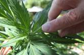 Биологи выяснили, почему некоторые сорта марихуаны не обладают наркотическим действием