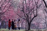 Цветение сакуры в национальном парке Синдзюку Гёэн в Токио. ФОТО