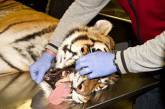 Стоматолог вылечил зуб амурскому тигру