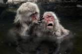 Японские снежные обезьяны балдеют в термальных источниках. ФОТО