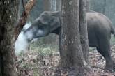 Индийские учёные шокированы «курящим» слоном, который попал на видео