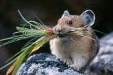 Перестарались: в Британии ученые случайно развели 180 тысяч мышей