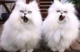 Смешные фотки котов, способных действовать «синхронно». ФОТО