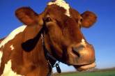 Домашние молоко и мясо будут продавать до 2012 года