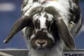 В Швейцарии прошел чемпионат по бегу с препятствиями среди кроликов