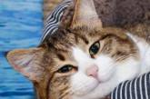 Очень эмоциональный кот стал новой звездой Instagram. ФОТО