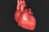 Эти признаки помогут вовремя определить болезни сердца