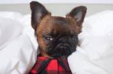 Grumpy Dog: Сеть в восторге от вечно недовольной собаки. ФОТО