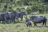 Самка носорога разогнала стадо слонов, которое подошло к ее малышу. ФОТО