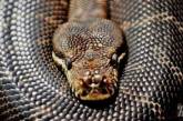 В Австралии неразборчивая змея проглотила тапочки