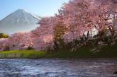Сезон цветения сакуры в Японии от Хиденобу Судзуки. ФОТО