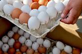 Двух барнаульцев обвинили в хищении яиц в крупном размере