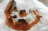 Жизнерадостная лисица покорила пользователей Instagram. ФОТО