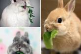 Забавные жующие кролики. ФОТО