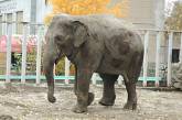 Харьковский зоопарк предложил посетителям купить слоновий навоз
