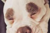 Самая грустная собака Германии имеет тысячи фанатов. ФОТО
