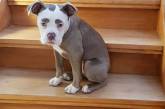 Самая грустно выглядящая собака Мадам Брови. ФОТО