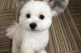Собака с ушами Микки-Мауса стала новой звездой Сети. ФОТО