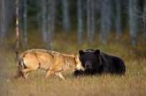В Финляндии волчица подружилась с медведем. Фото