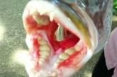 Необычный симбиоз: в Таиланде поймали рыбу с «человеческими» зубами. ФОТО