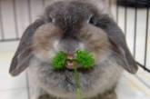Одиннадцать причин считать кроликов самыми милыми в мире созданиями. ФОТО