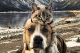 Дружба кота и собаки покорила Instagram. ФОТО
