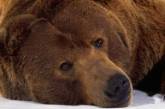 Медведь-переселенец заставил пограничников раскошелиться на ремонт забора. ФОТО