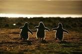 Эти милые и удивительные пингвины. ФОТО
