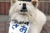 Бездомный пес стал начальником железнодорожного вокзала в Японии. ФОТО