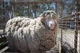 Овца, которую не стригли 4 года, избавилась от тяжелой ноши. ФОТО