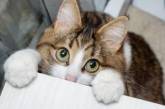 Передвигающийся на двух лапках кот стал звездой Instagram. ФОТО