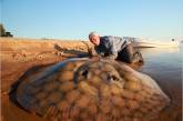 Рыбак выловил гигантского 127-килограммового ската