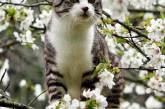 Ньянкичи — фотогеничный кот из Японии. ФОТО