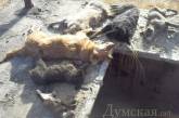 Под Одессой обнаружен крупный собачий могильник