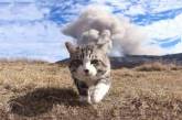 Фотогеничный кот из Японии покорил Сеть. ФОТО
