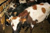 Компания якутских коров "разработала план" выживания в тайге